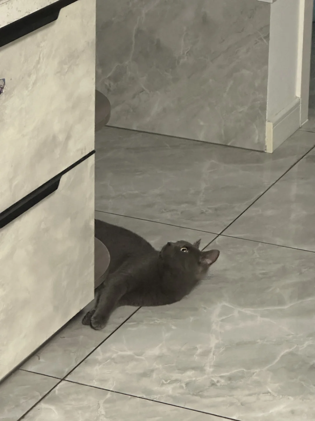 讷河小猫无偿领养