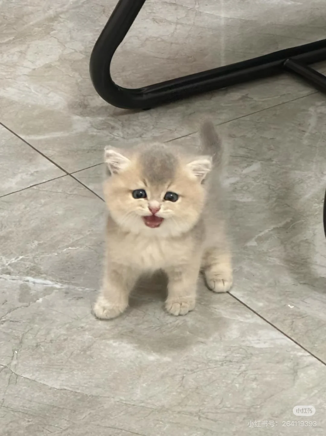 邵阳猫舍招聘助理·双清区·长期稳定