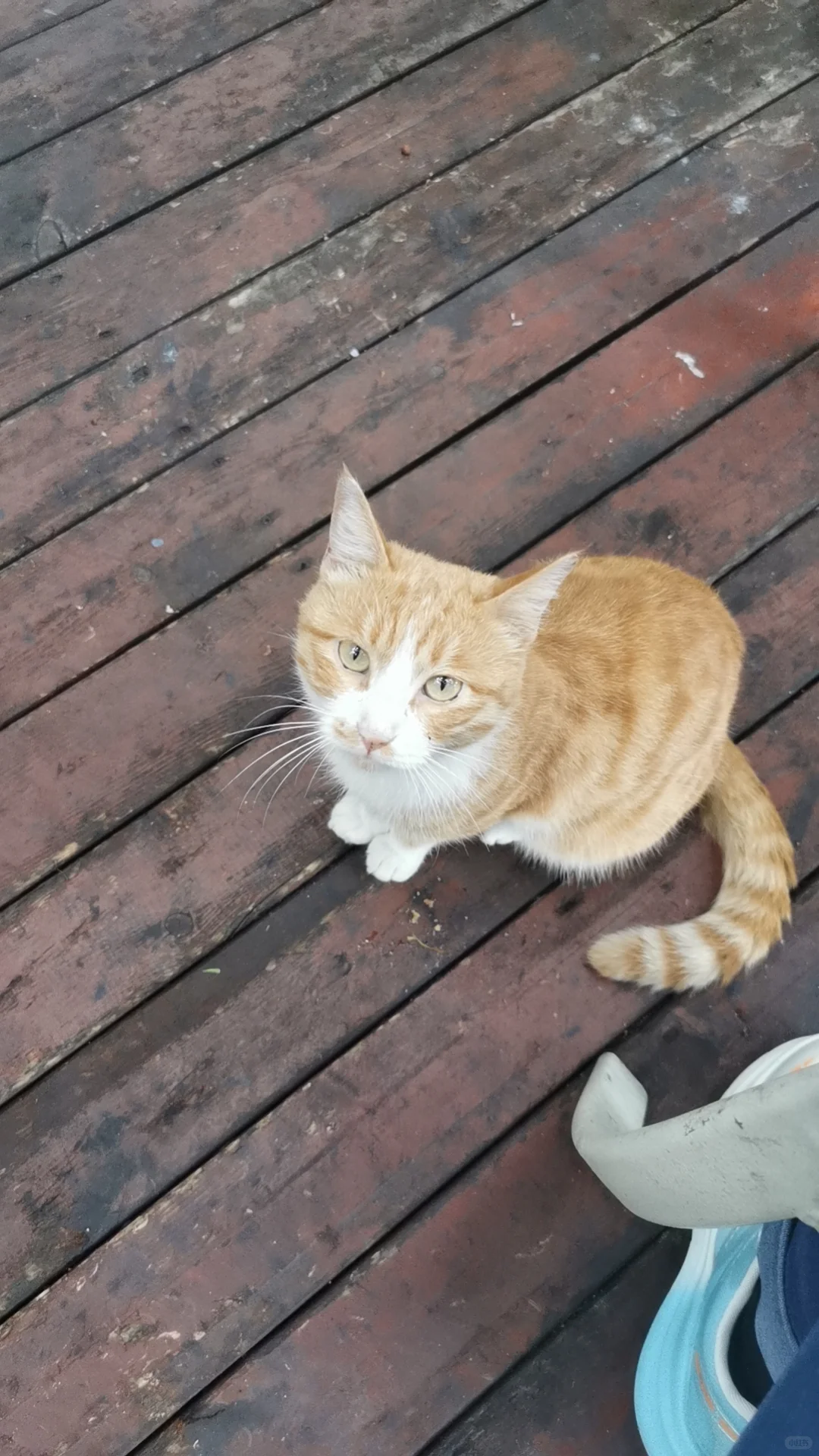 成都，资阳招聘主播7+1