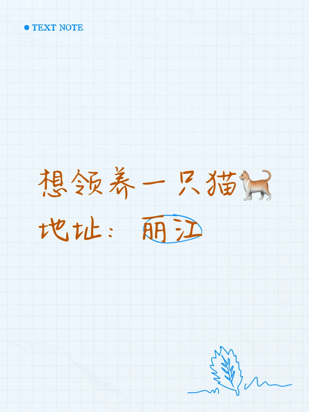 想领养一只猫🐈