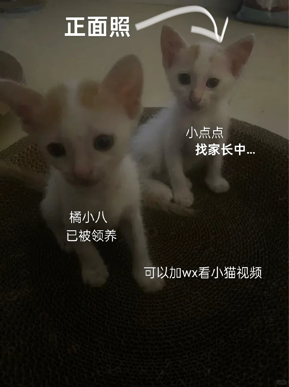 可有化州姑娘中意此咪