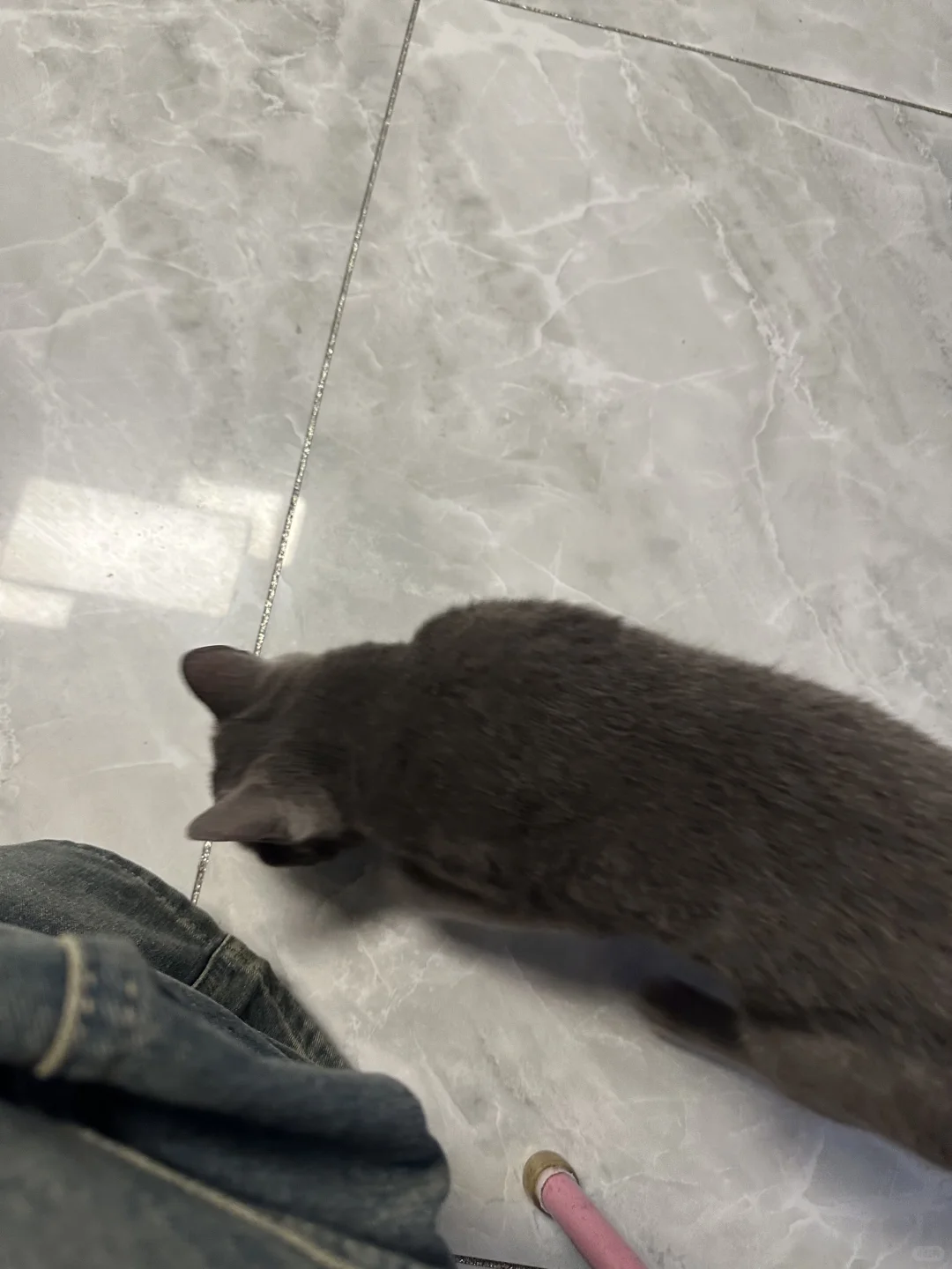 讷河小猫无偿领养