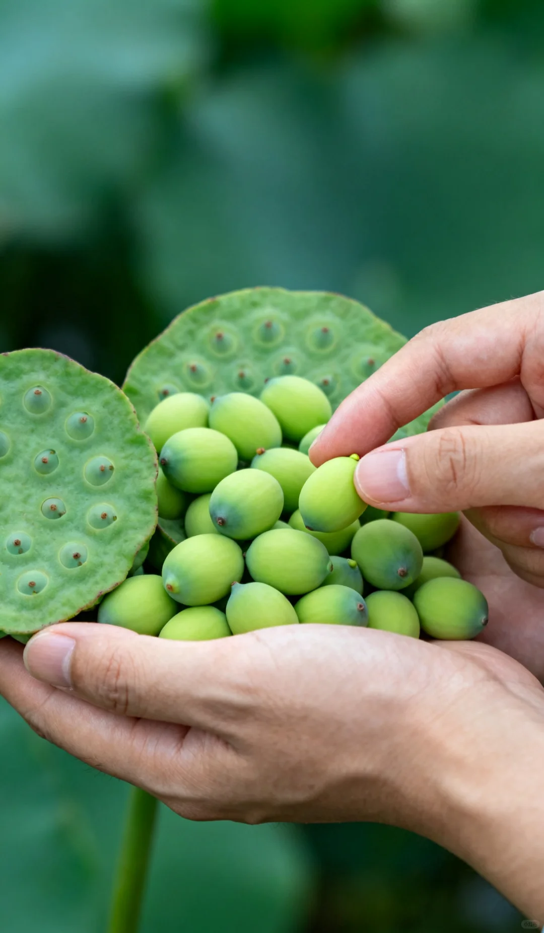 水中翡翠:一粒莲子里的千年禅意