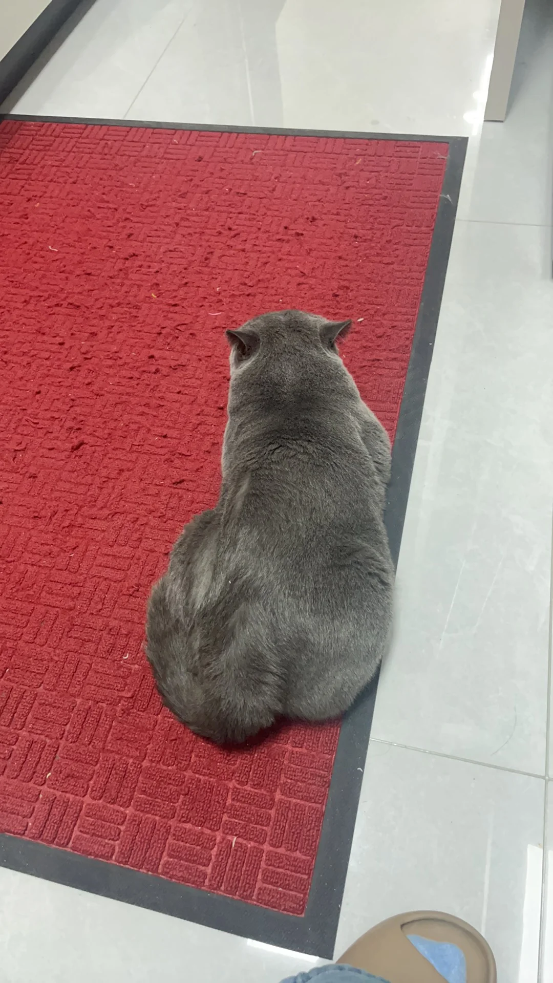 昨晚我真投简历了