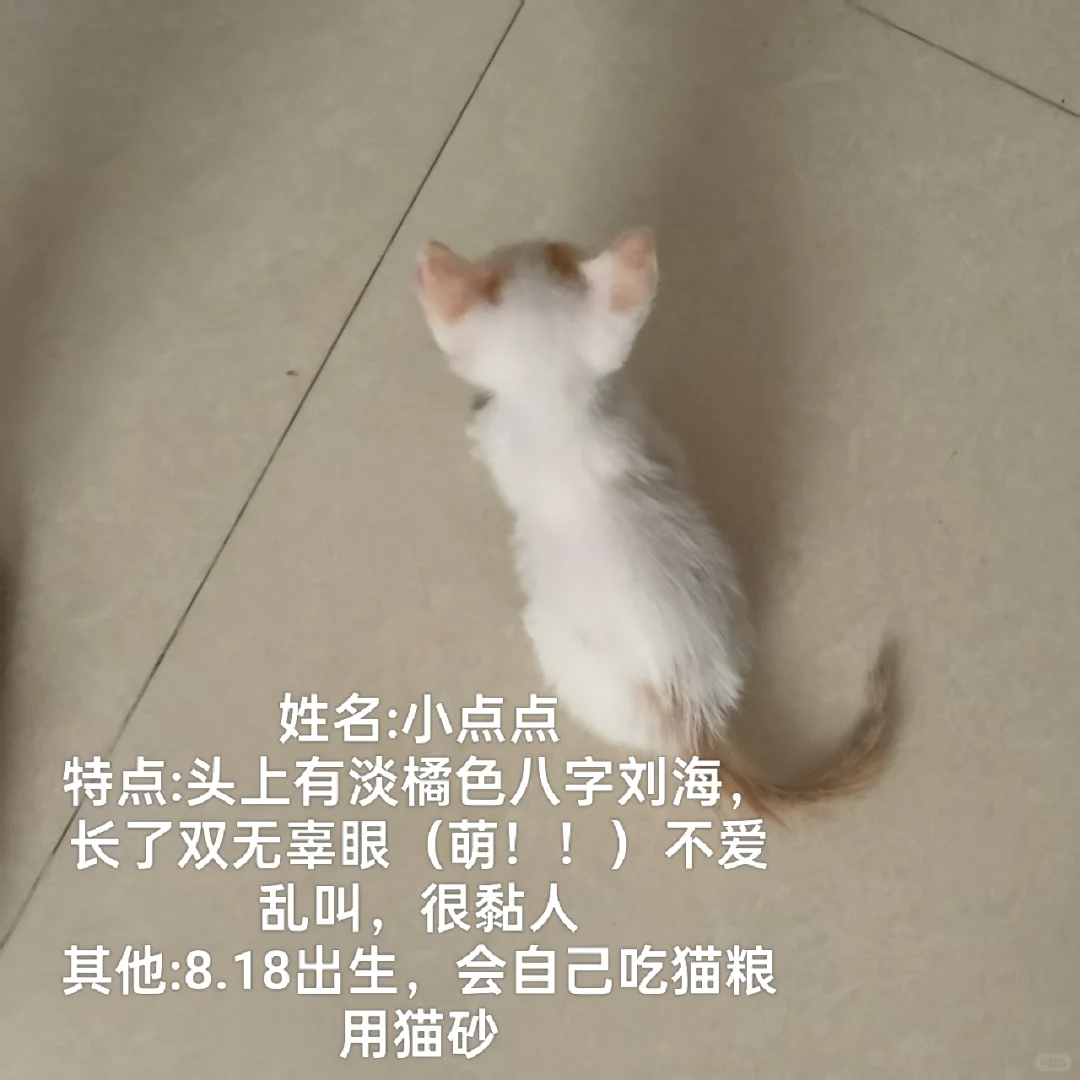 可有化州姑娘中意此咪