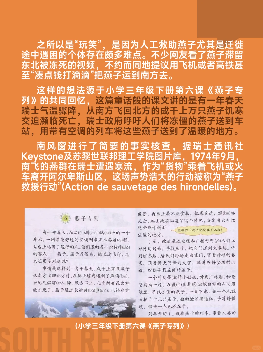 100多只燕子滞留东北，小燕崽被活活冻死