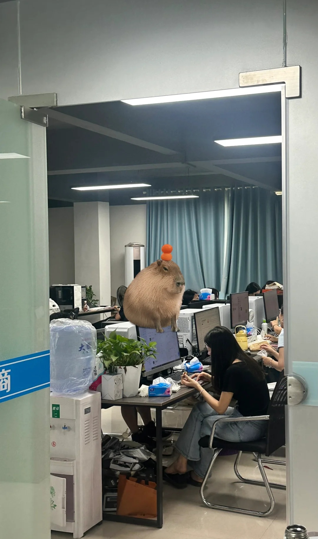 信宜找运营助理！