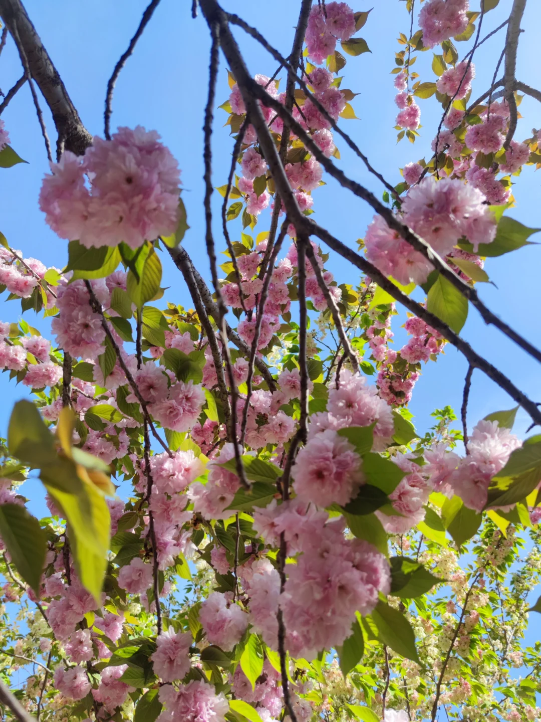 长期招聘保安，保洁，垃圾清运