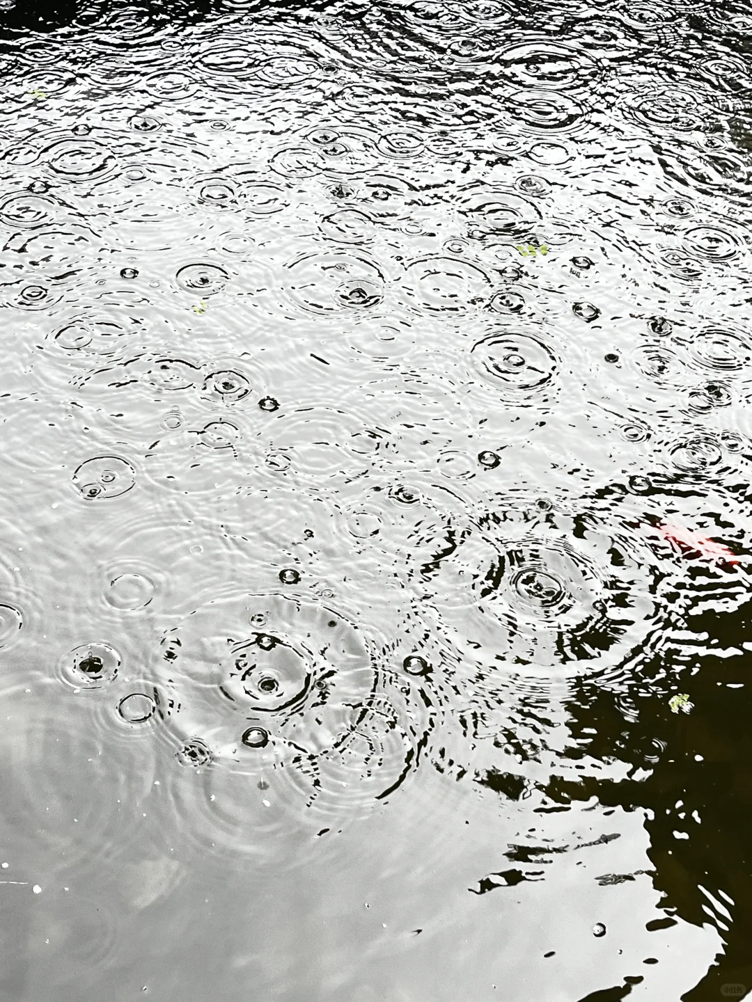 招人 有经验的民宿管家