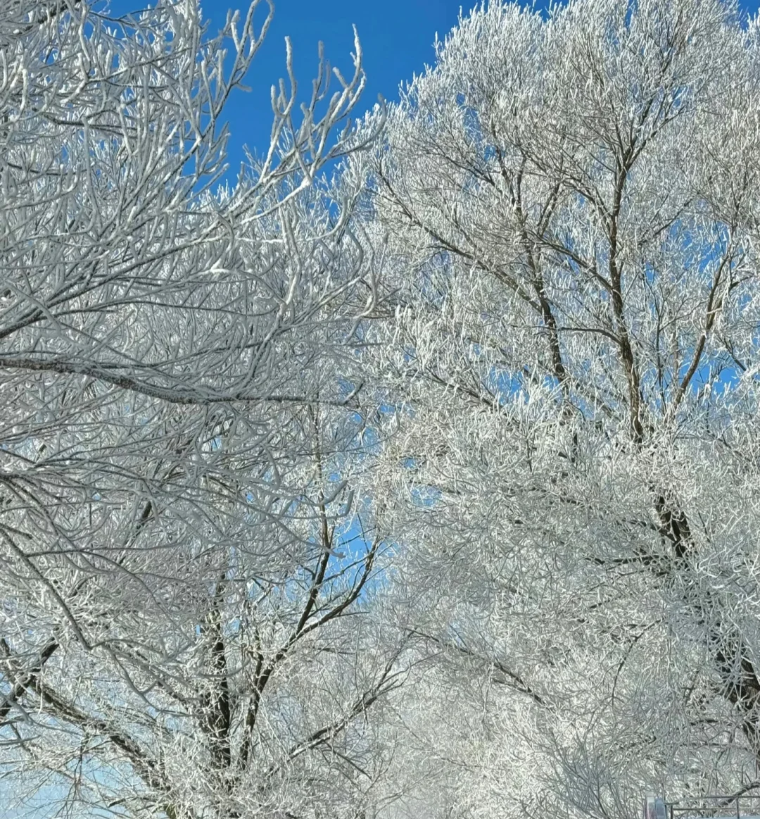雪乡旁的童话义工招募！