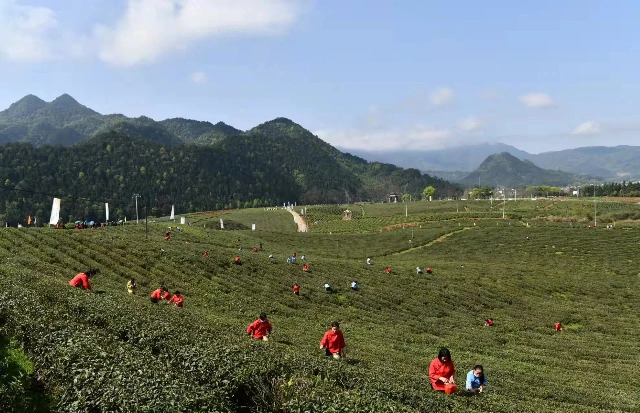 工夫红茶——宁红