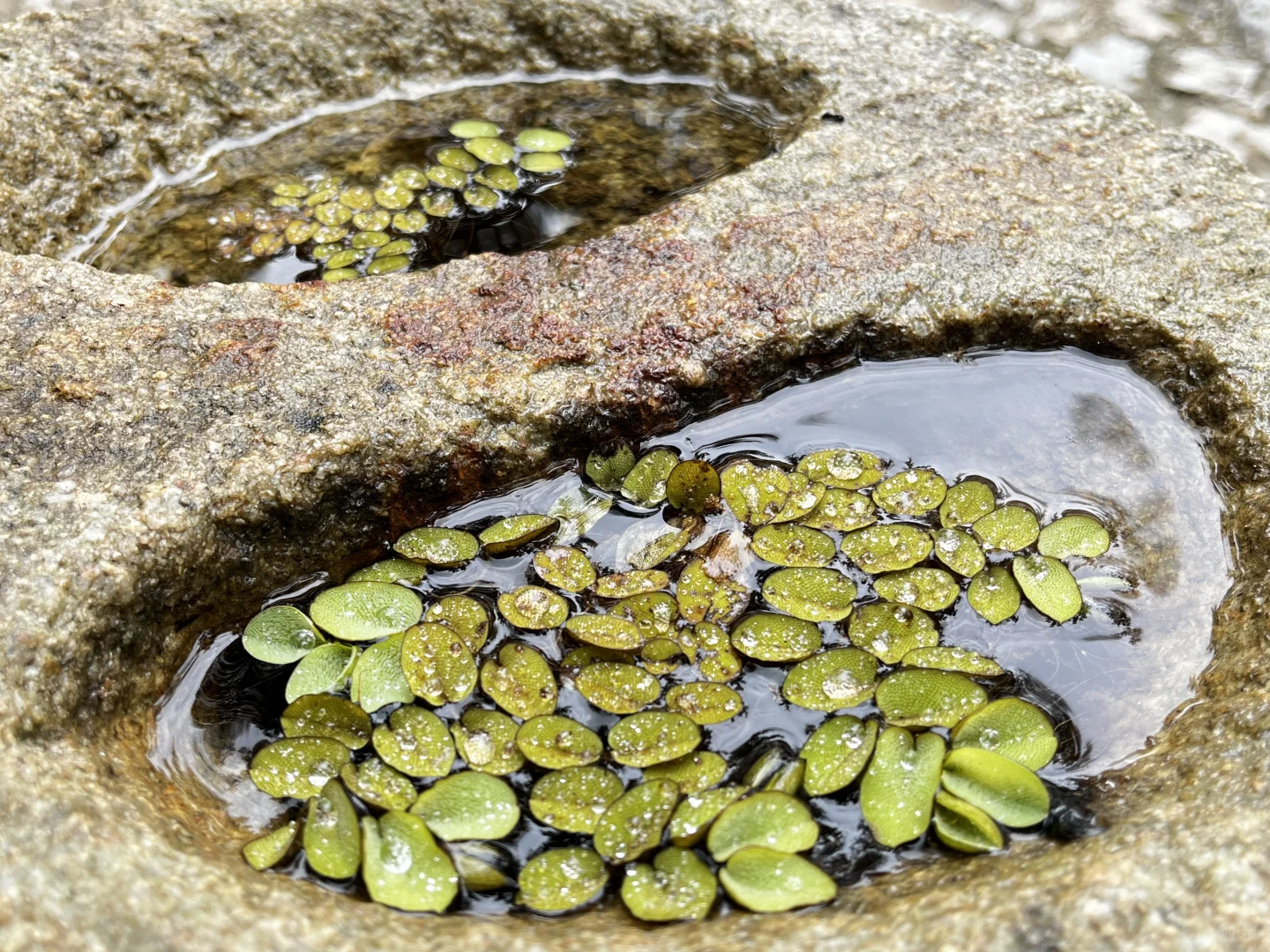招人 有经验的民宿管家