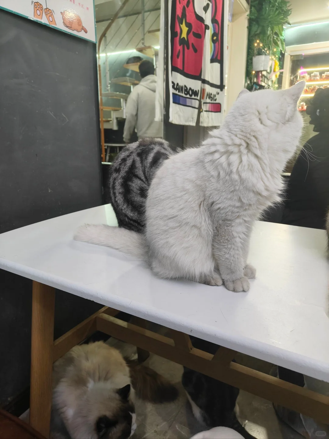 三亚猫咖太爽了！日结230海岛撸猫