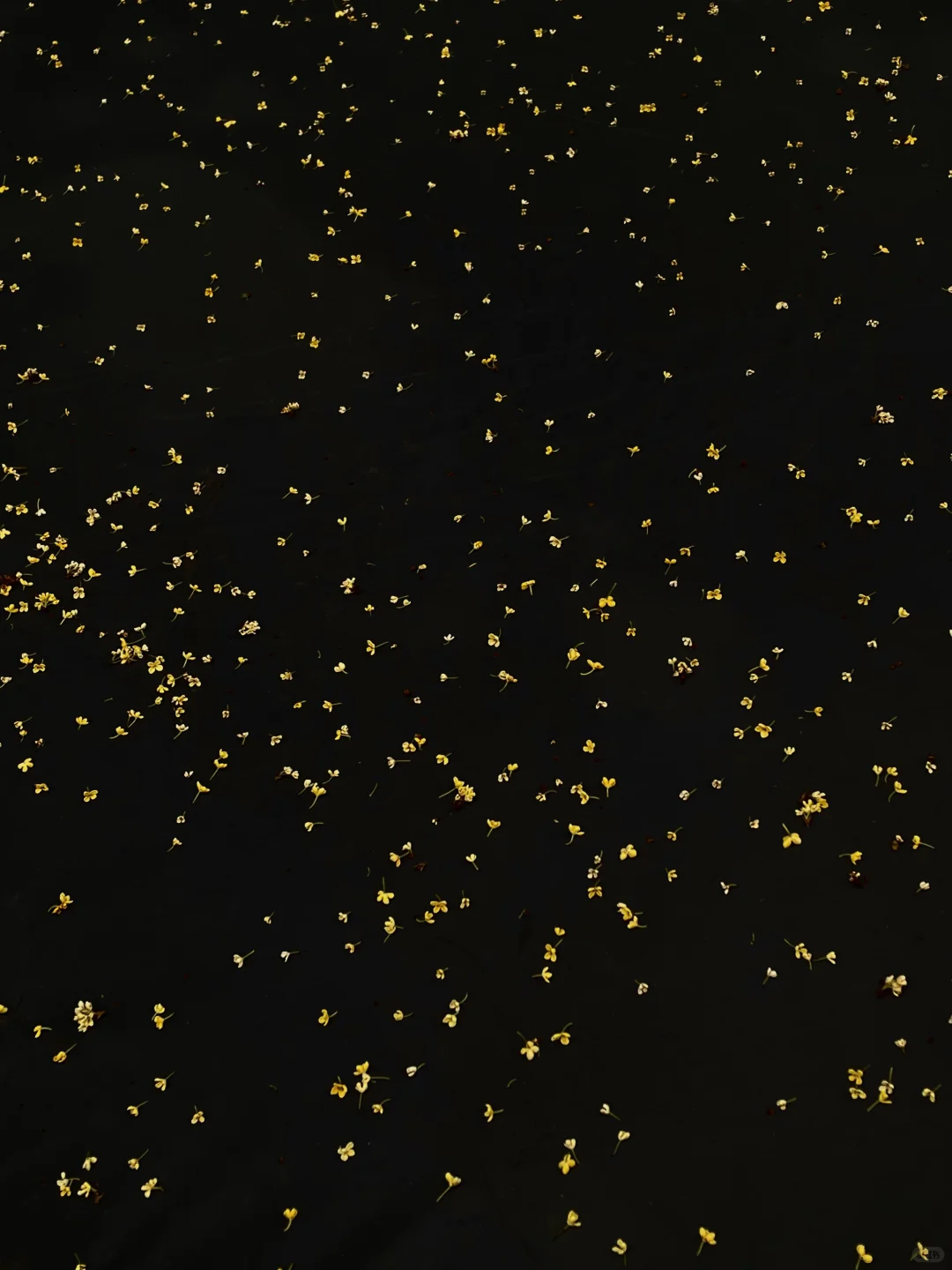 防止你失业后在杭州不知道做什么（合集