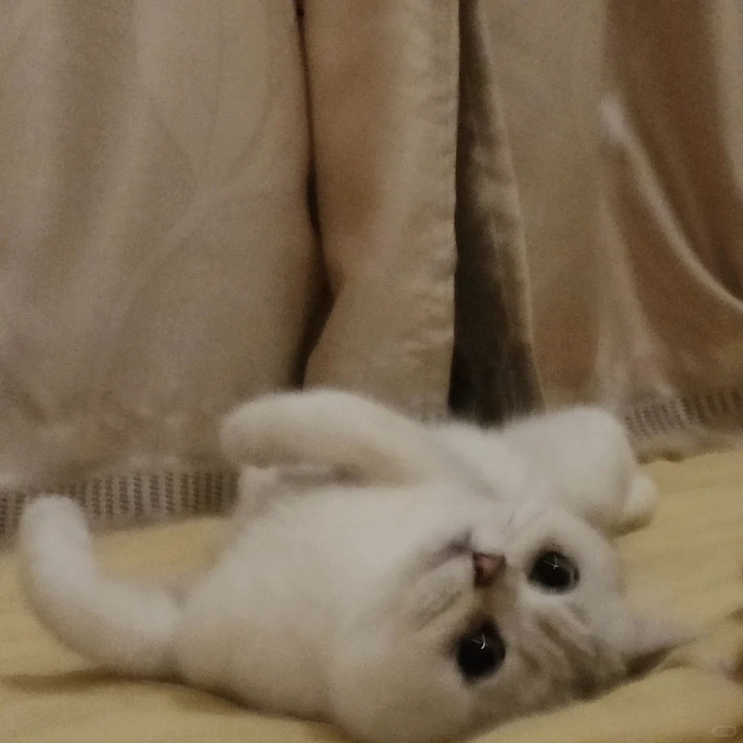 威海初村猫猫免费领养