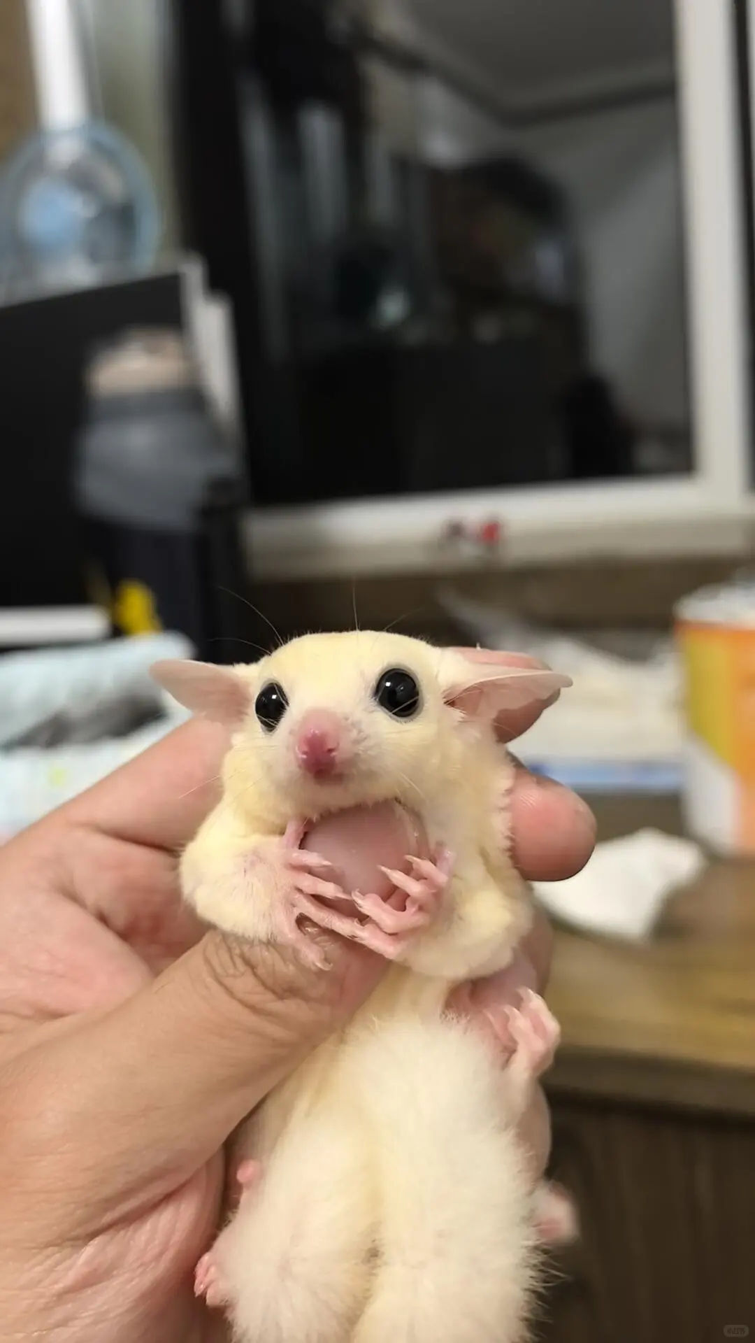 红薯赐我一个能结婚的女朋友