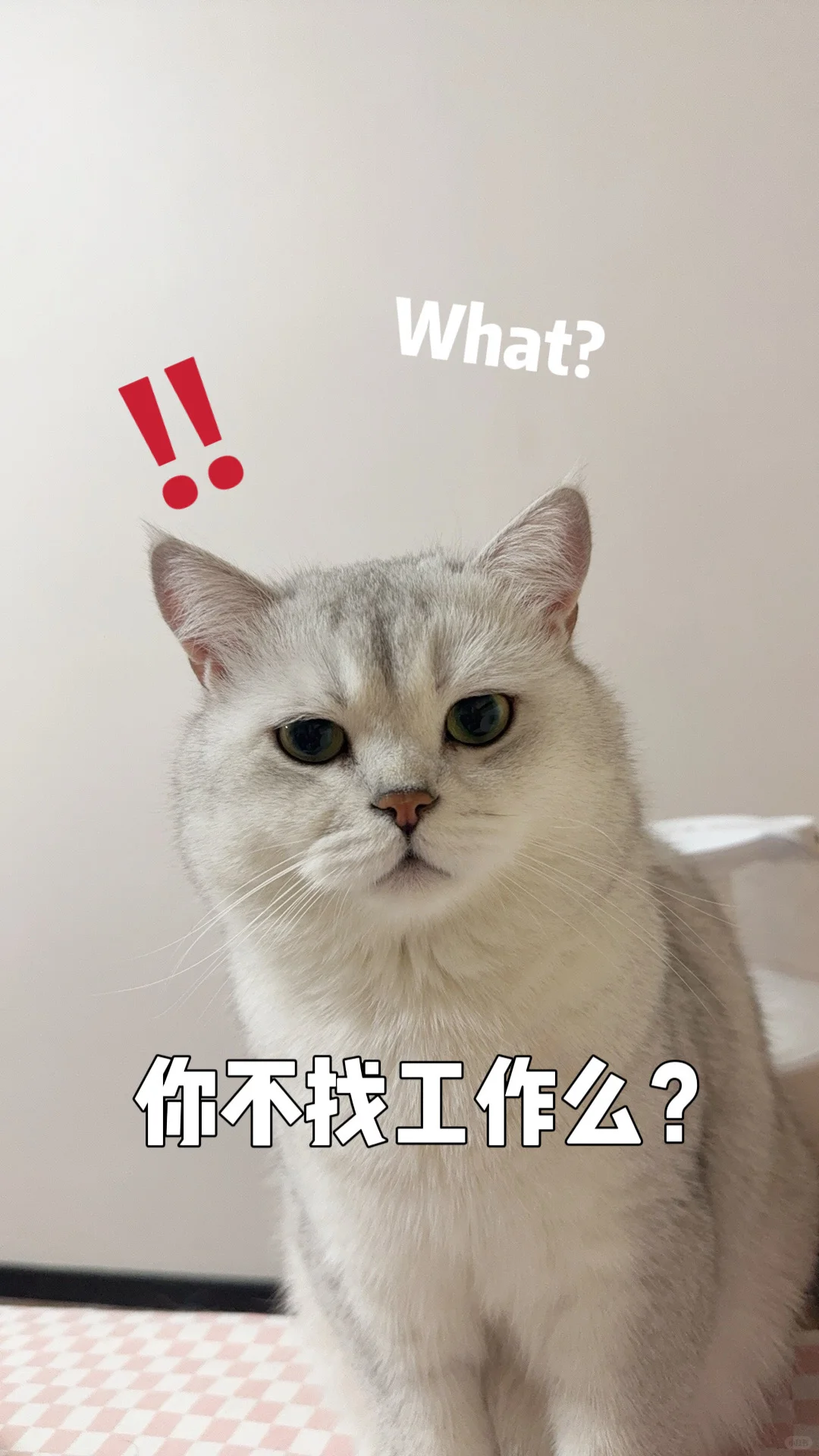 山东烟台！急招！早九晚六周末双休