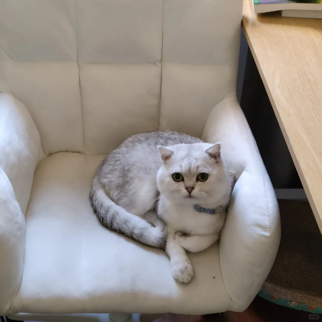 威海初村猫猫免费领养