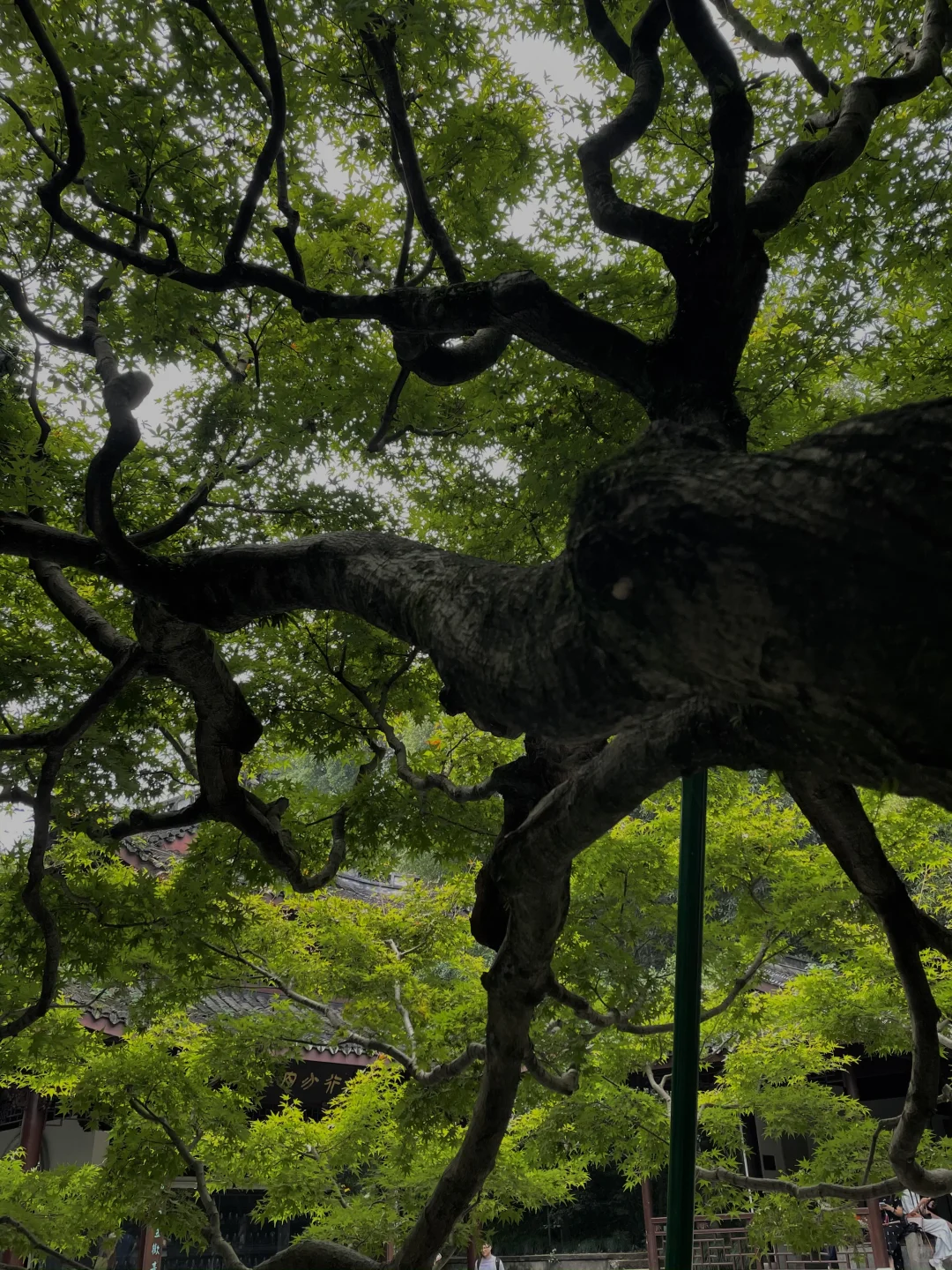 防止你失业后在杭州不知道做什么（合集