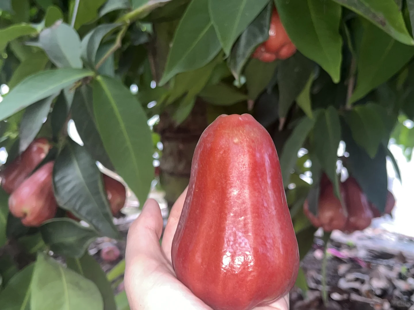 阳江酒店文旅主播招聘！