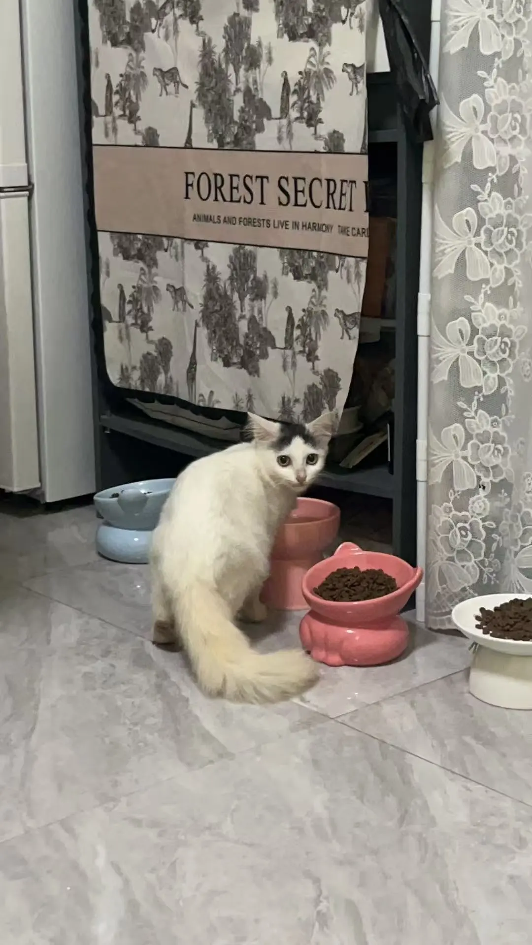 性格超好的长毛中分小公主招聘铲屎官啦