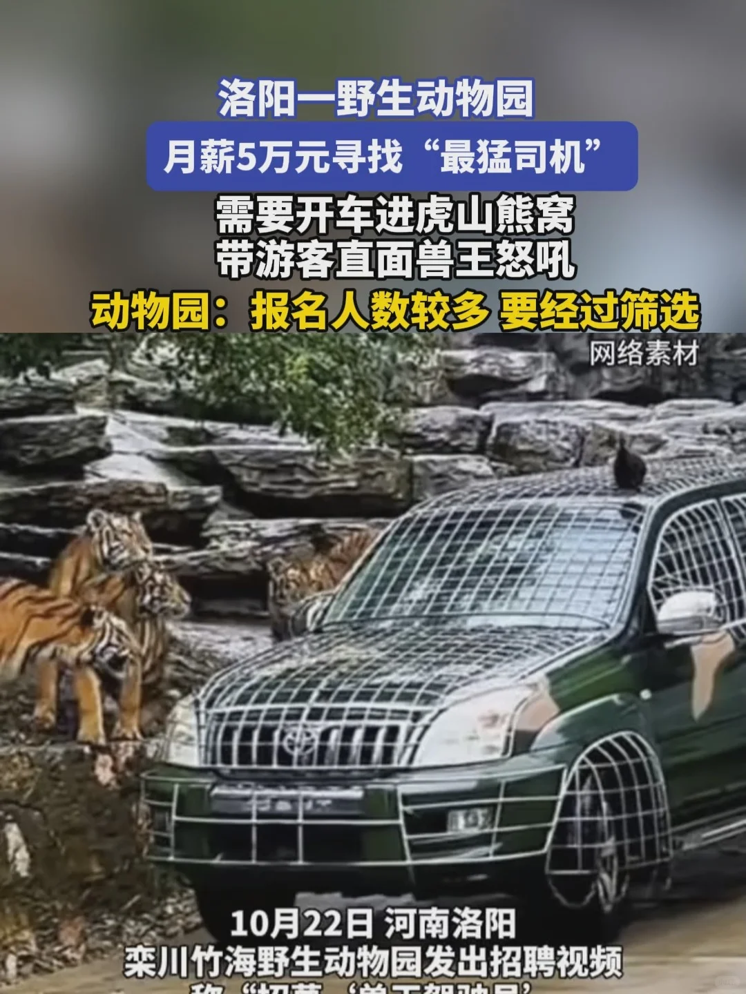 动物园“月薪5万招聘猛兽区司机”？