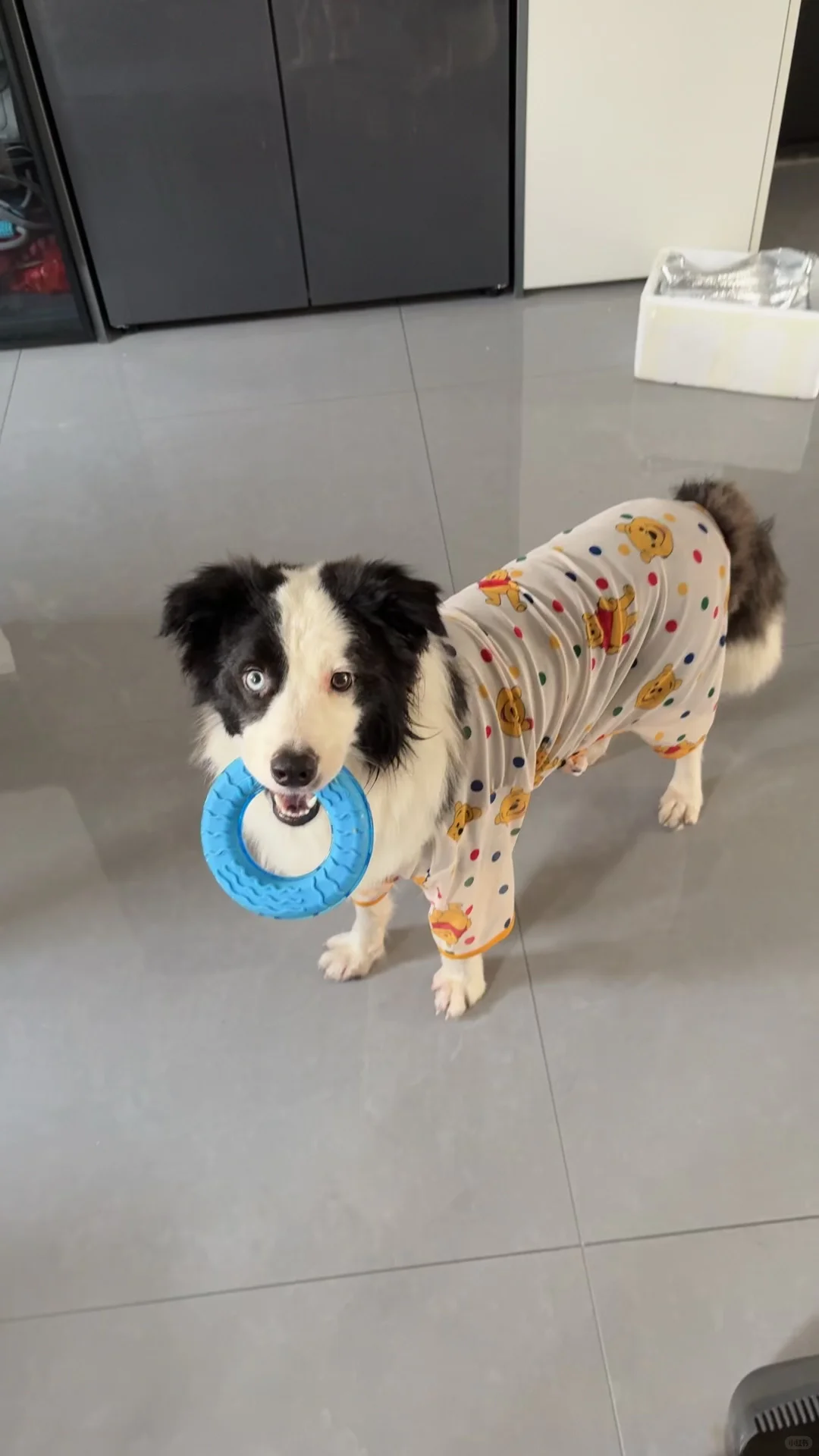 有没有想领养的