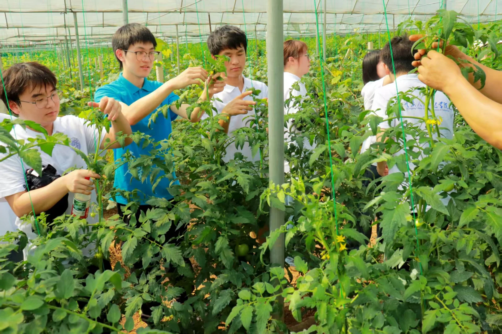 田间授课传经送宝话增收