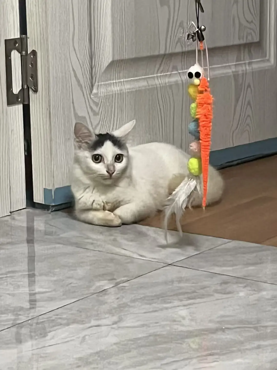 性格超好的长毛中分小公主招聘铲屎官啦