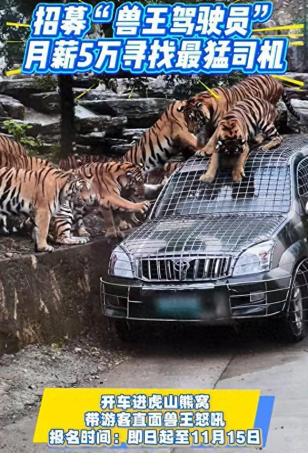 动物园“月薪5万招聘猛兽区司机”？