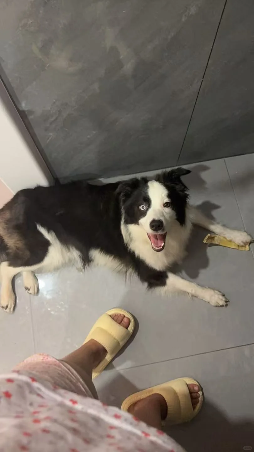 有没有想领养的