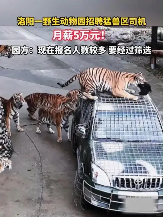 动物园“月薪5万招聘猛兽区司机”？