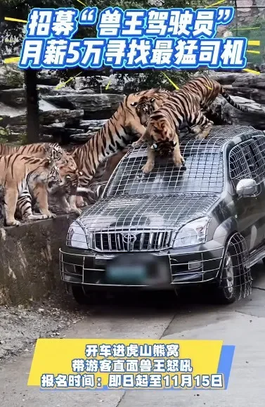 月薪5万元，一动物园招司机