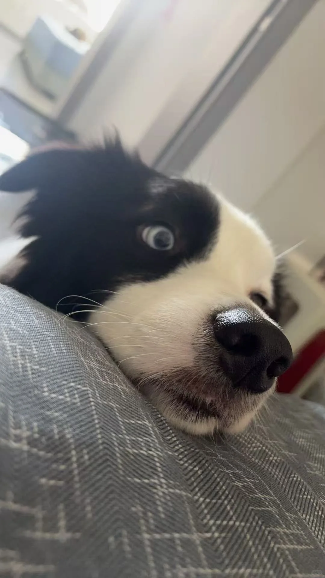 有没有想领养的