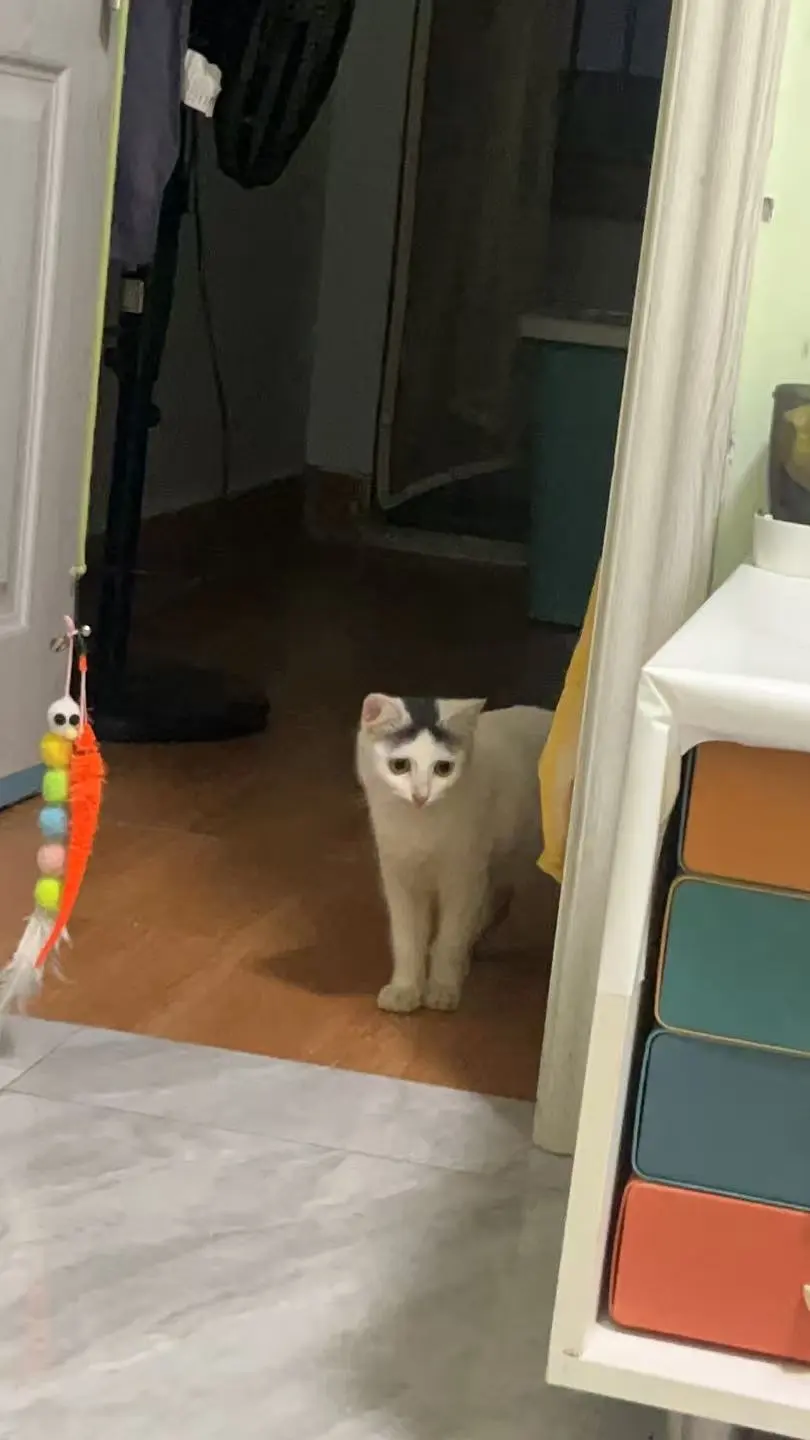 性格超好的长毛中分小公主招聘铲屎官啦