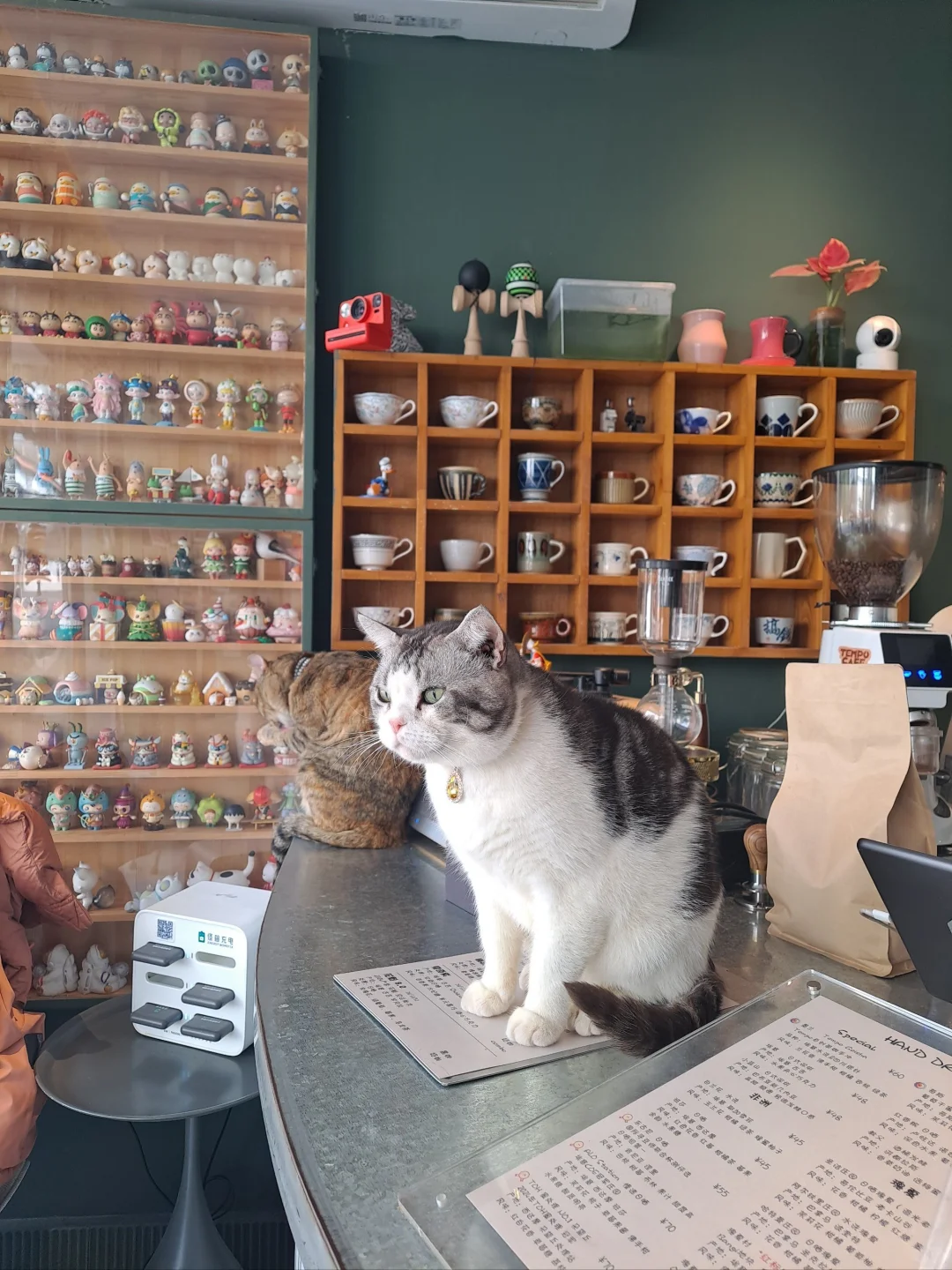 南通猫咖兼职日结