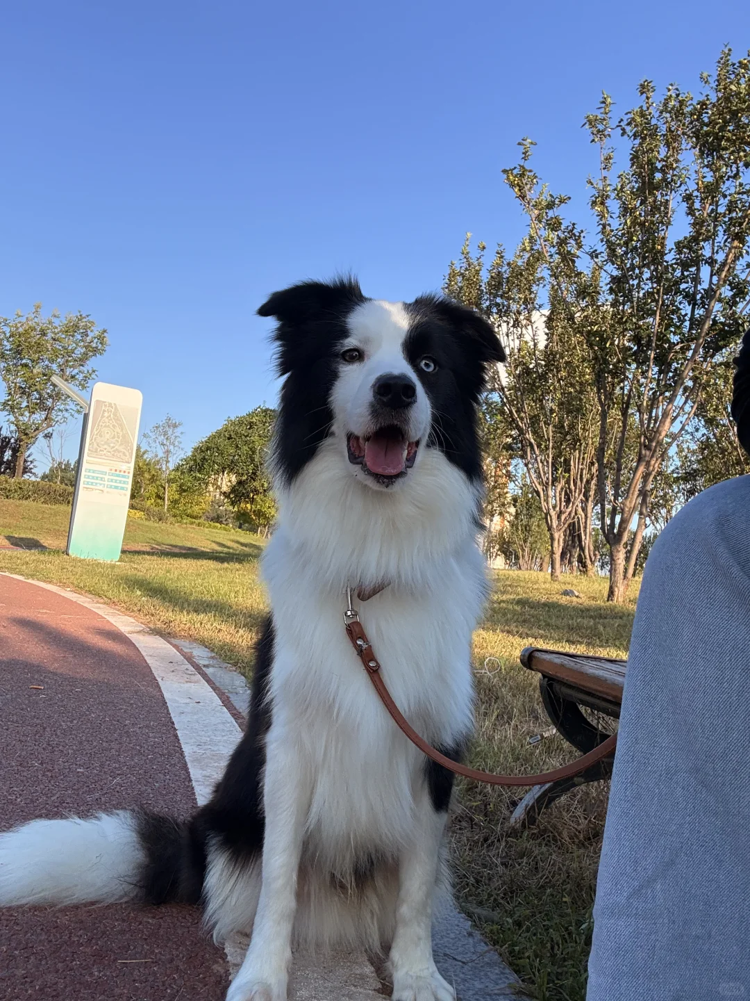 有没有想领养的