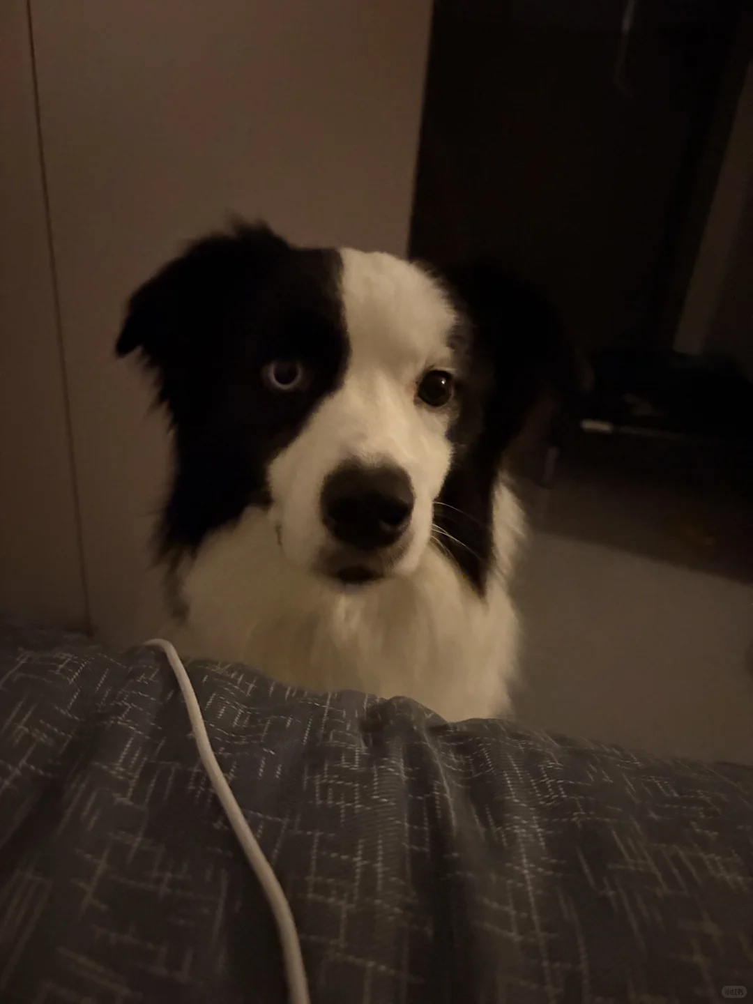 有没有想领养的