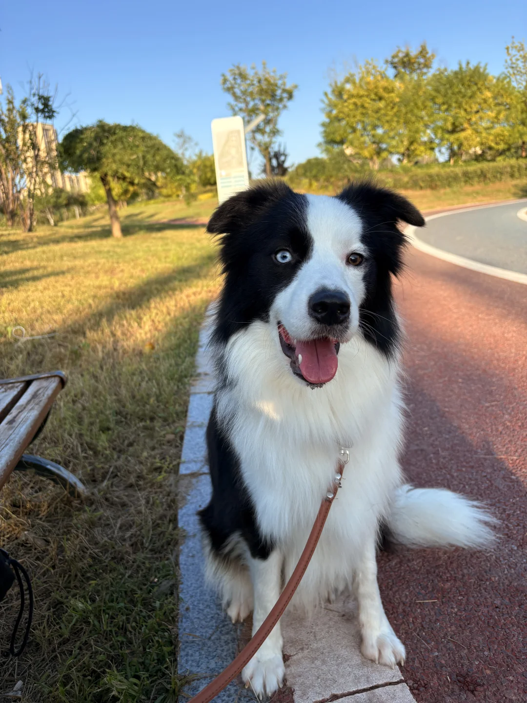 有没有想领养的