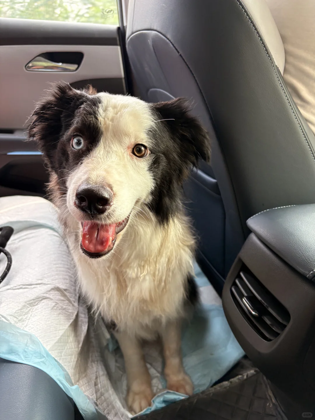 有没有想领养的