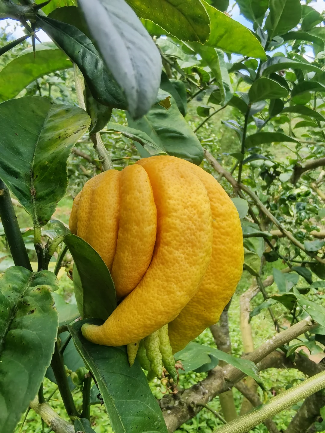 招募助播 打包工 位置离临沧市区6分钟路程