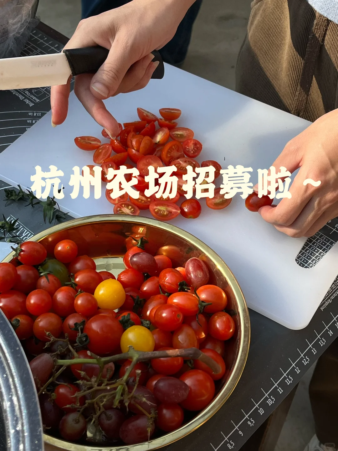 杭州白云村农场｜招募热爱生活的你！