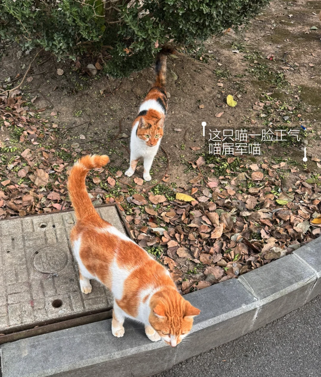 研二Plog ｜羽毛球爱好者日常🏸️