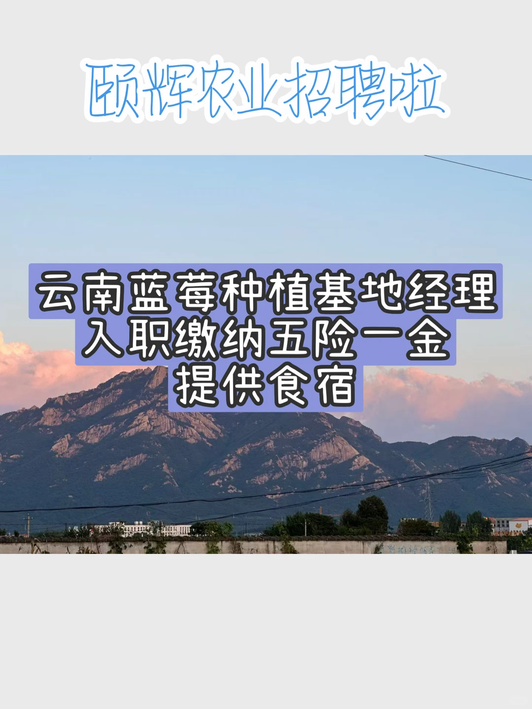 [颐辉农业招聘啦💼]云南蓝莓种植基地经理‼️