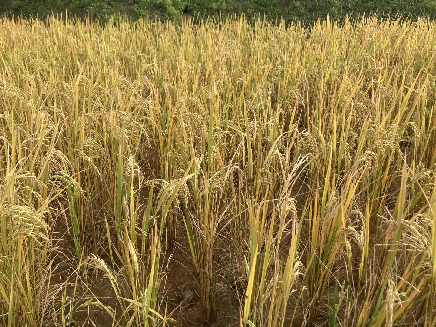 广州私立学校找老师，坐标天河区渔东路9号