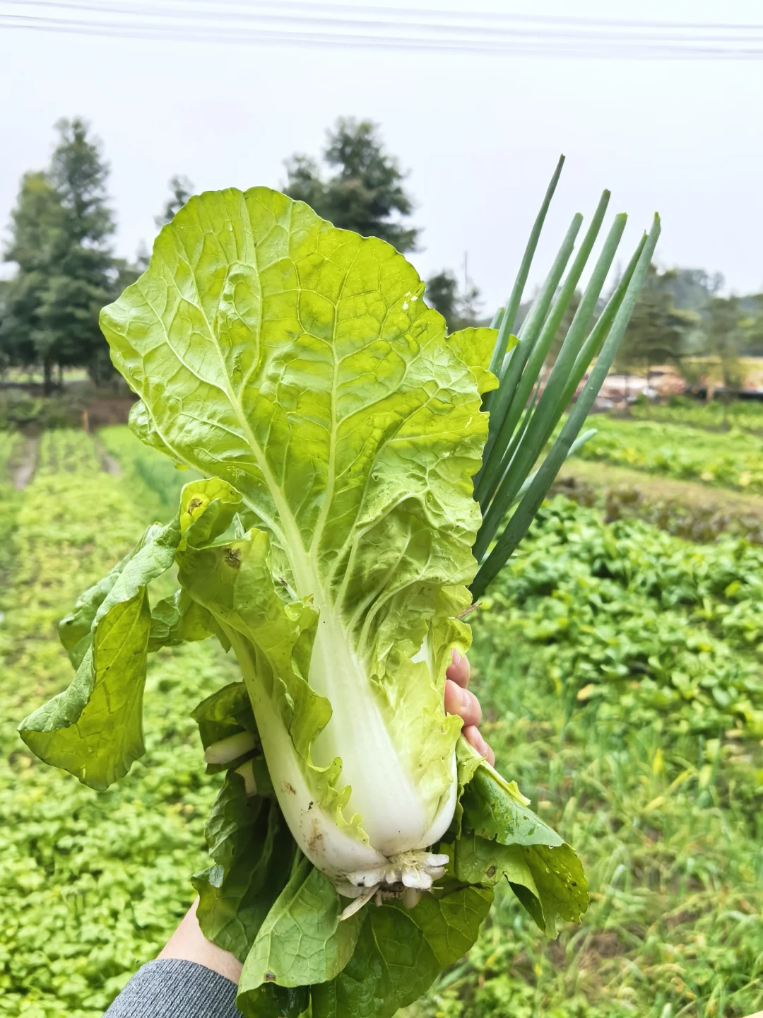 你长得好像我同事🙋🙋‍♀️招聘版