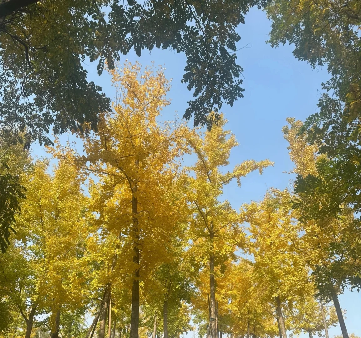 平顶山光明路厨师附近白班丁亚红