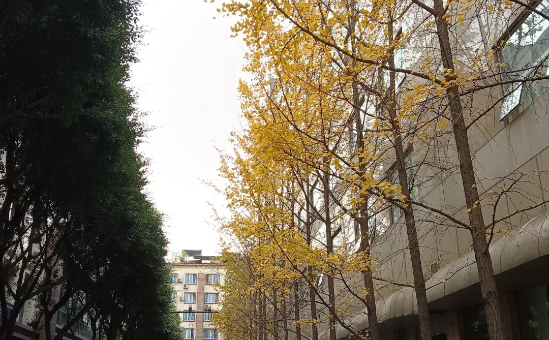 宜宾三中高新学校