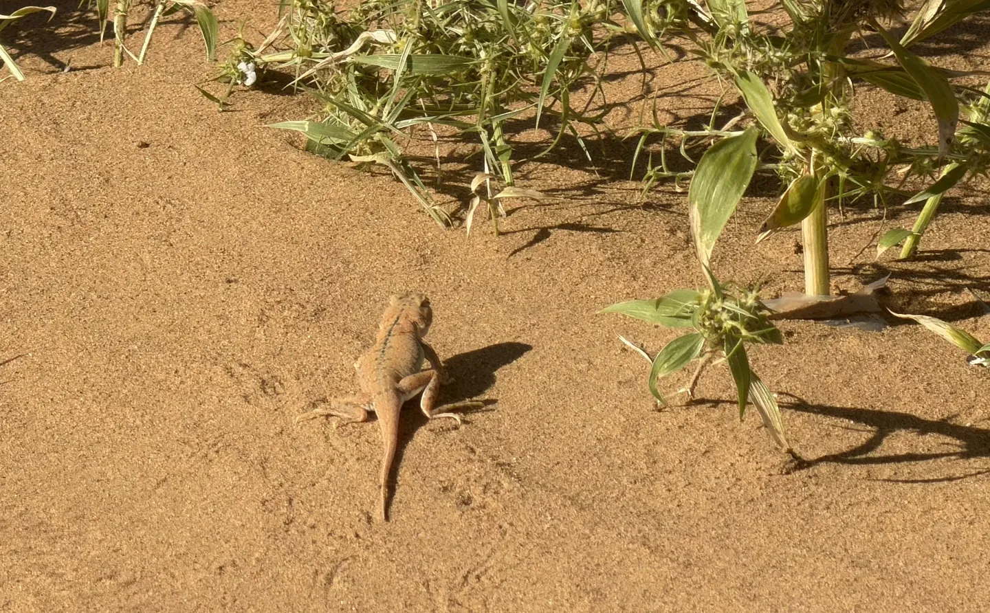 坐标中卫，招聘观星师