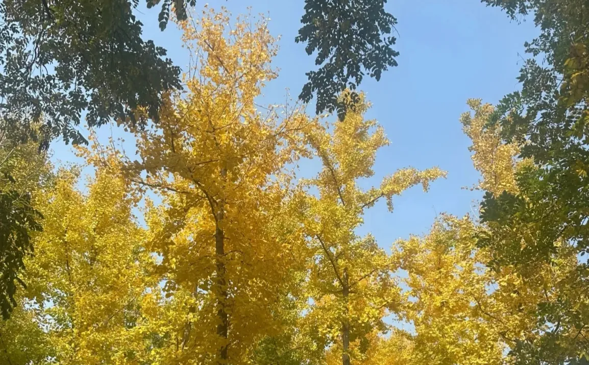 平顶山光明路厨师附近白班丁亚红